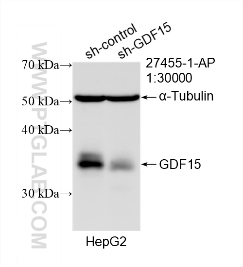 WB analysis of HepG2 using 27455-1-AP