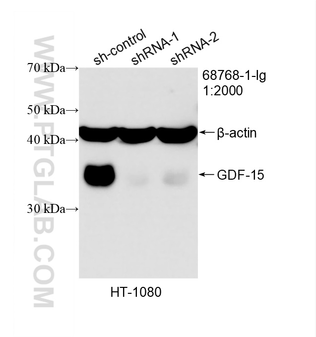 WB analysis of HT-1080 using 68768-1-Ig WB analysis of HT-1080 using 68768-1-Ig