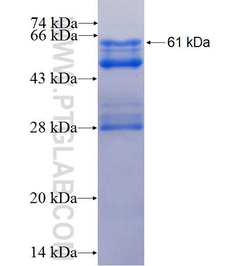 GDF15 fusion protein Ag26760 SDS-PAGE