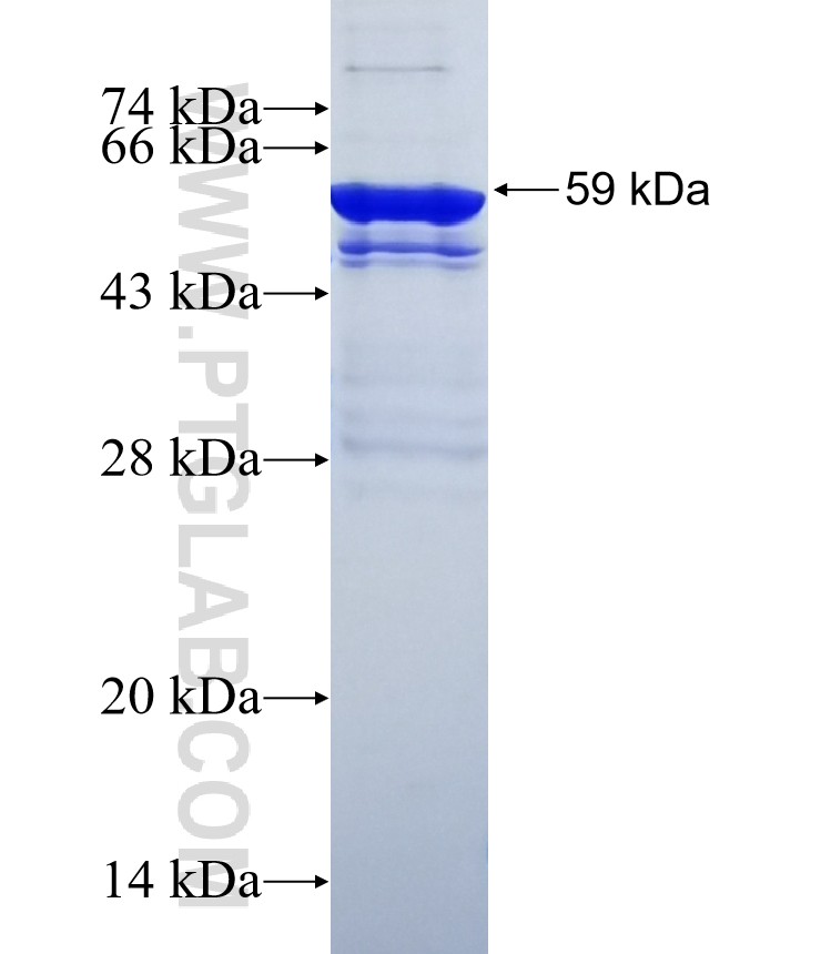 GDF15 fusion protein Ag26760 SDS-PAGE