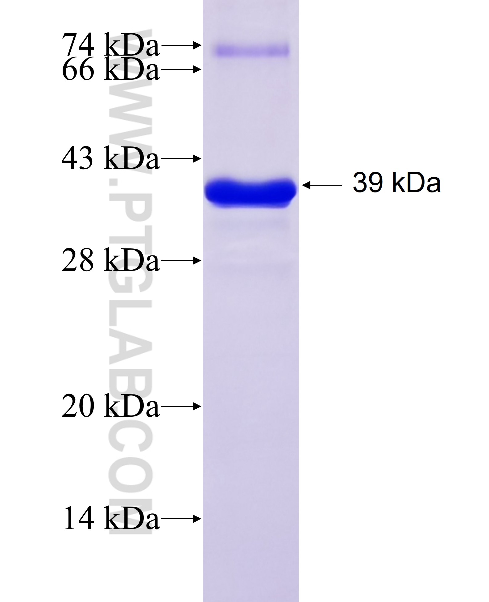 GDF15 fusion protein Ag26790 SDS-PAGE