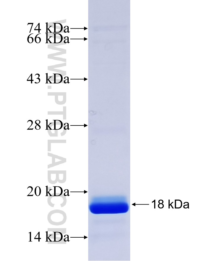GDF3 fusion protein Ag29824 SDS-PAGE