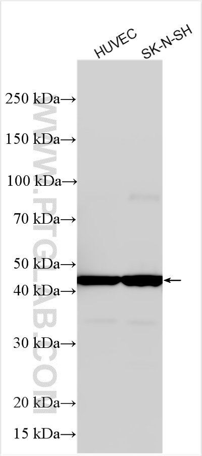 WB analysis using 33521-1-AP