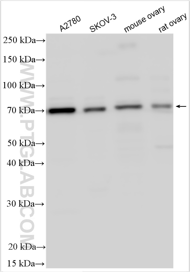 WB analysis using 29309-1-AP