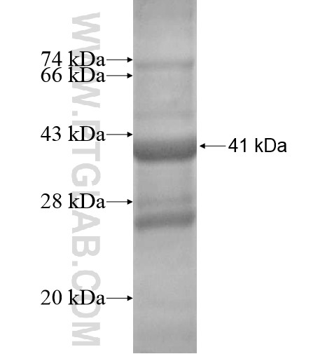 GDF9 fusion protein Ag13784 SDS-PAGE