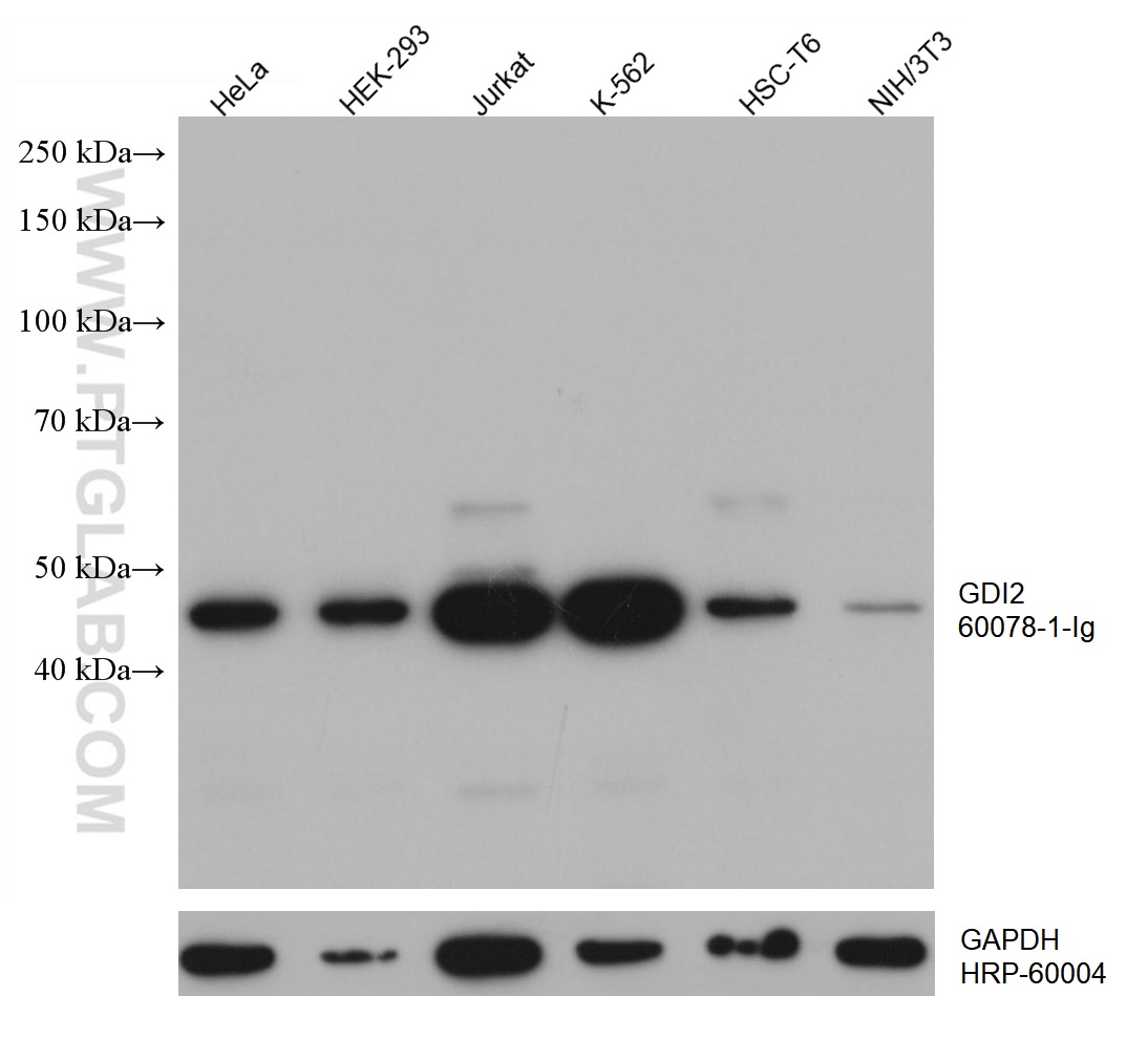 WB analysis using 60078-1-Ig