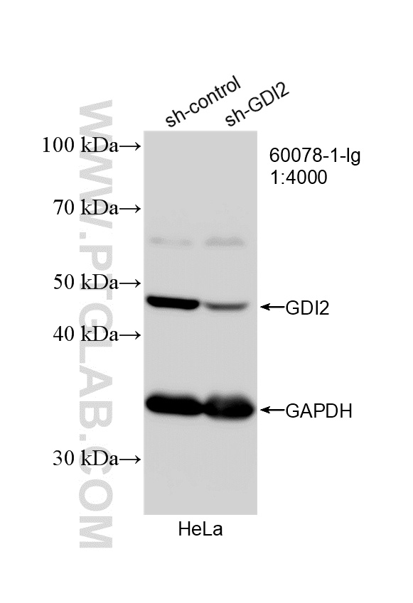 WB analysis of HeLa using 60078-1-Ig WB analysis of HeLa using 60078-1-Ig