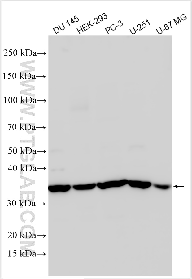 WB analysis using 26179-1-AP