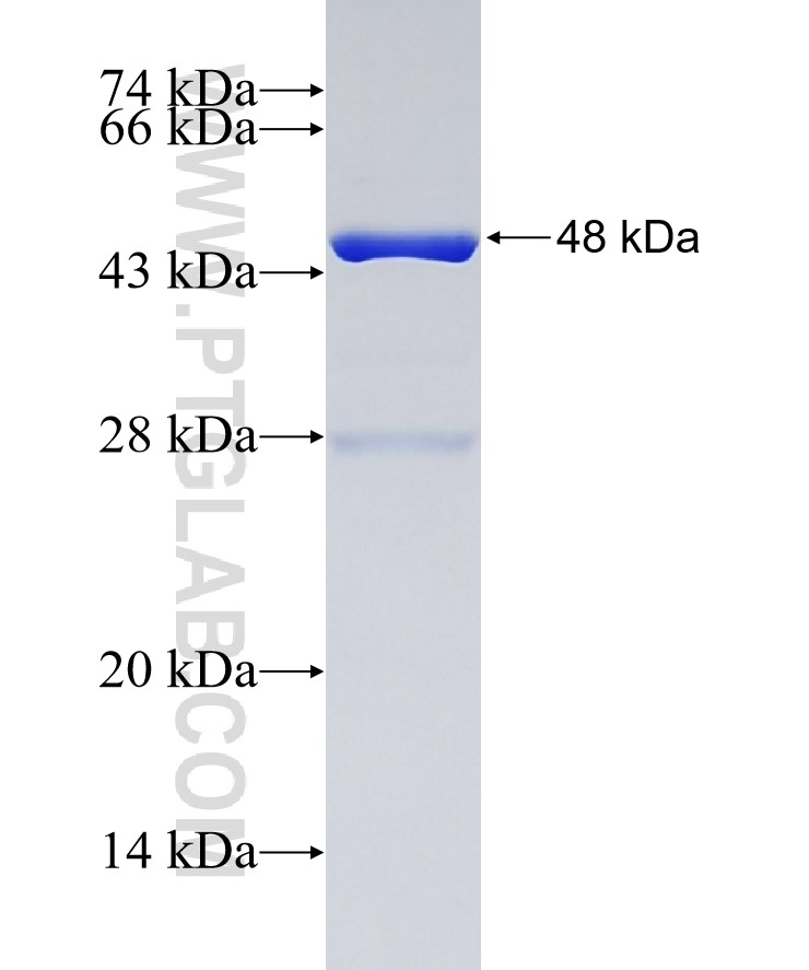 GDPD1 fusion protein Ag27371 SDS-PAGE