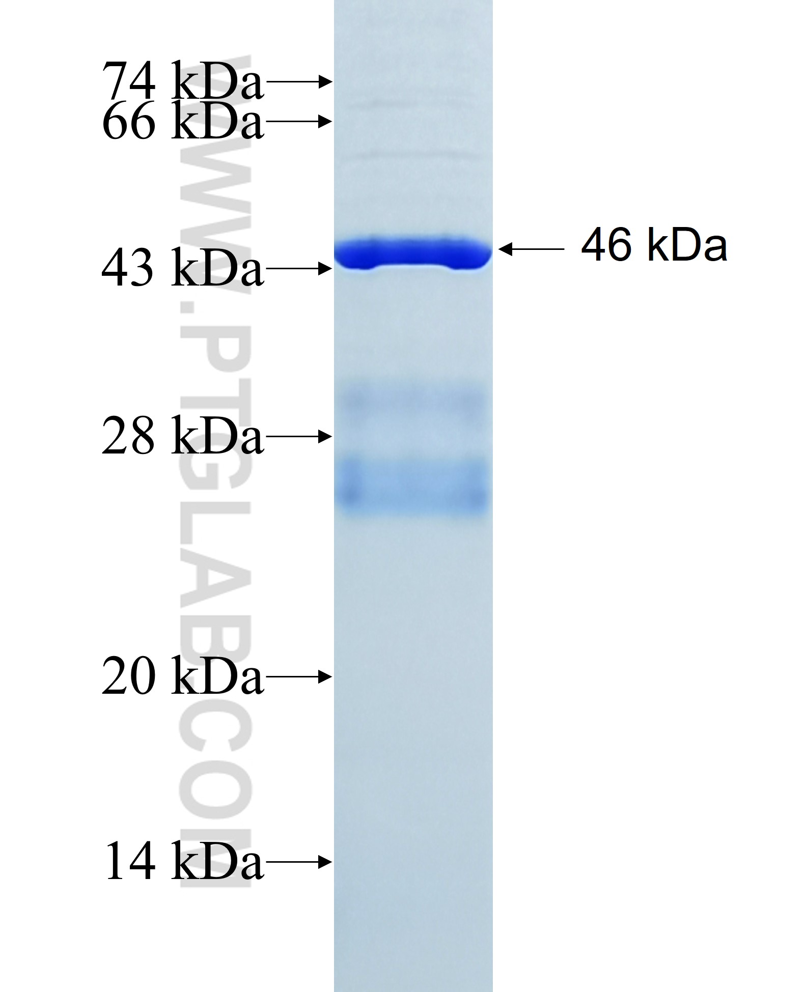 GEM fusion protein Ag26045 SDS-PAGE