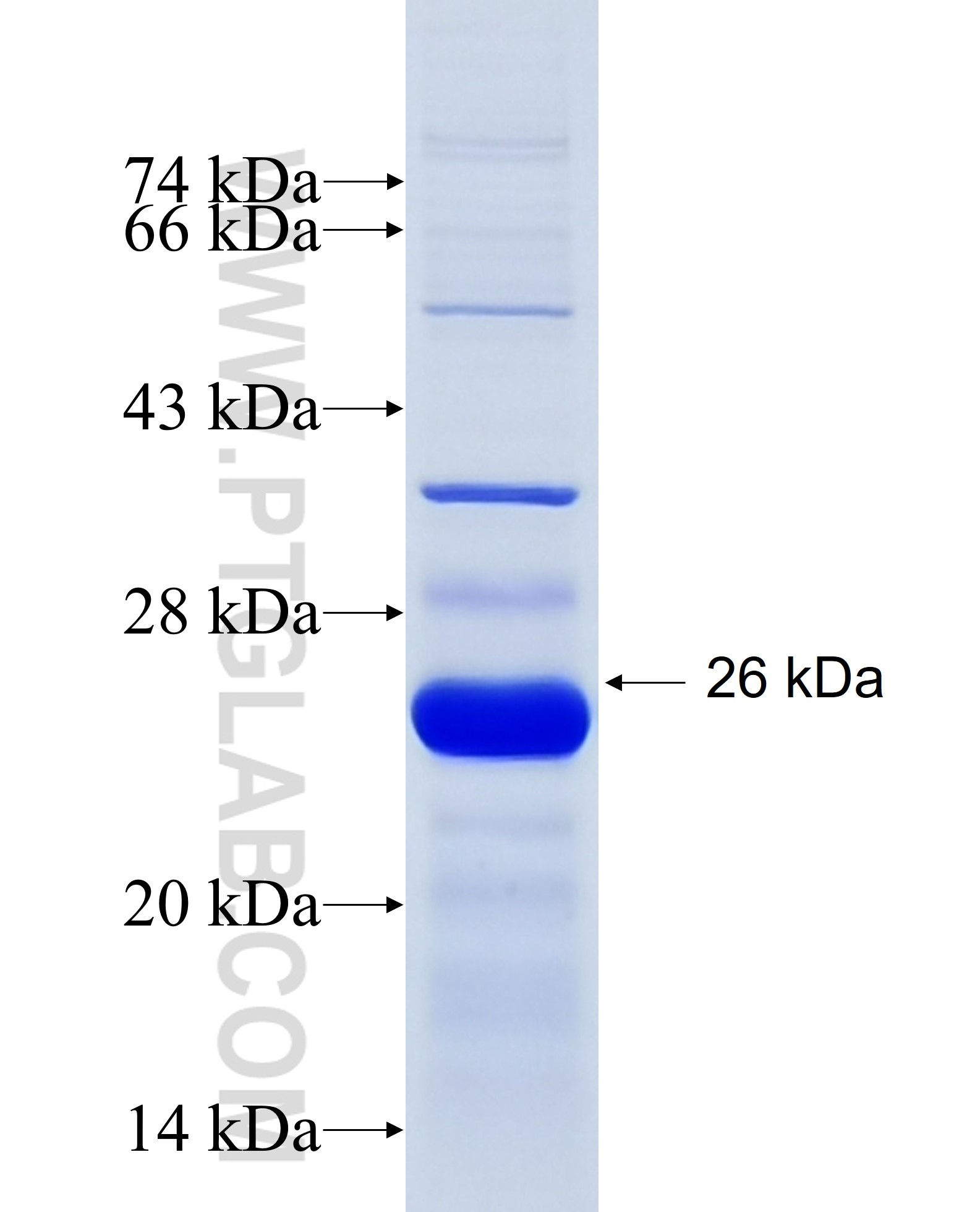 GEM fusion protein Ag26050 SDS-PAGE