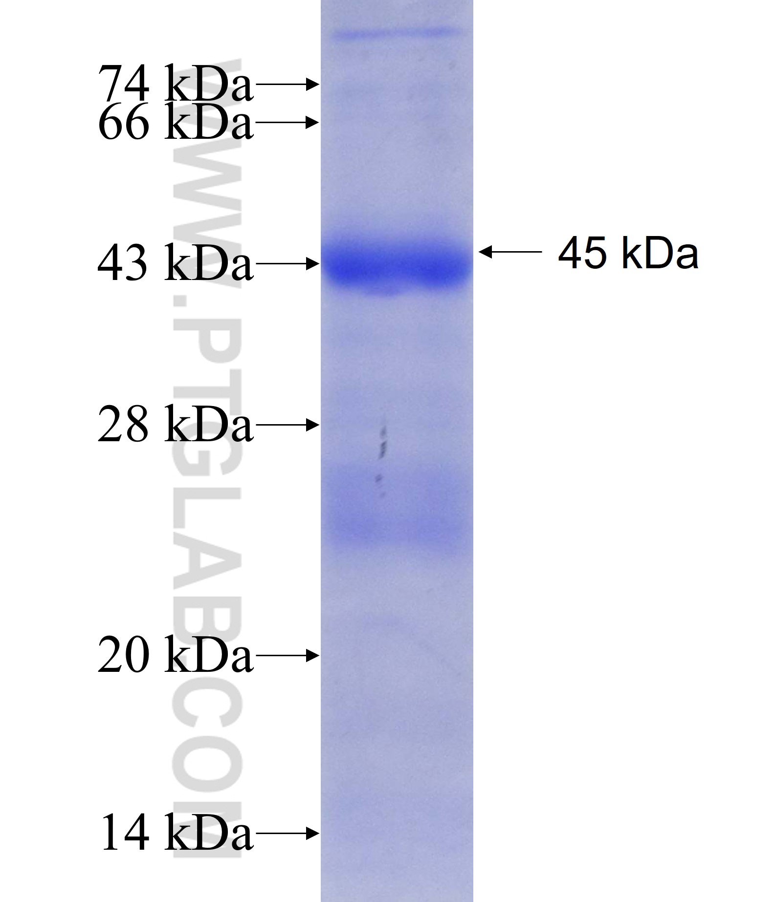 GEMIN4 fusion protein Ag13643 SDS-PAGE