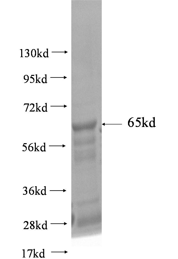 GEMIN4 fusion protein Ag3099 SDS-PAGE
