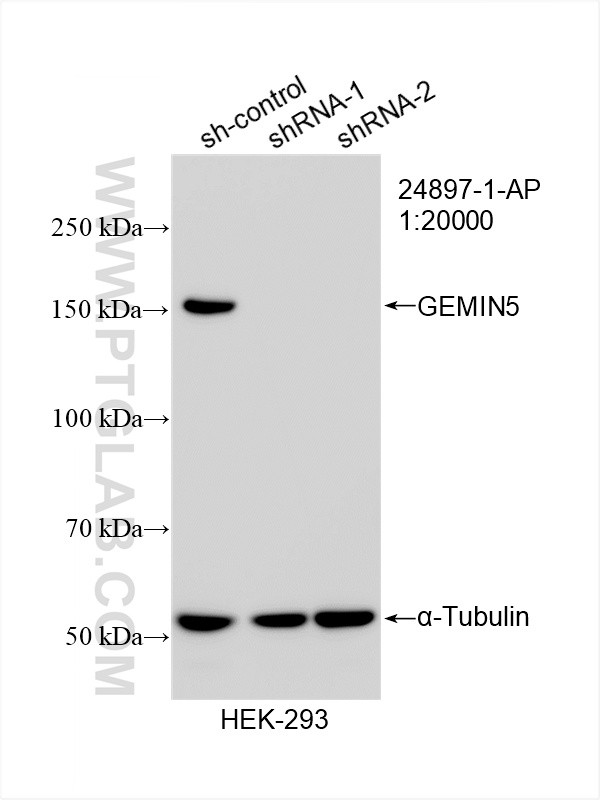 WB analysis of HEK-293 using 24897-1-AP