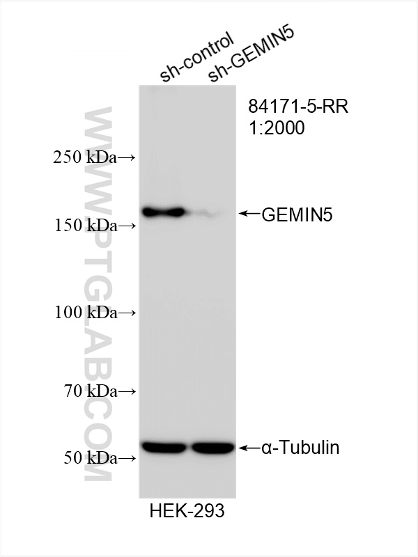 WB analysis of HEK-293 using 84171-5-RR