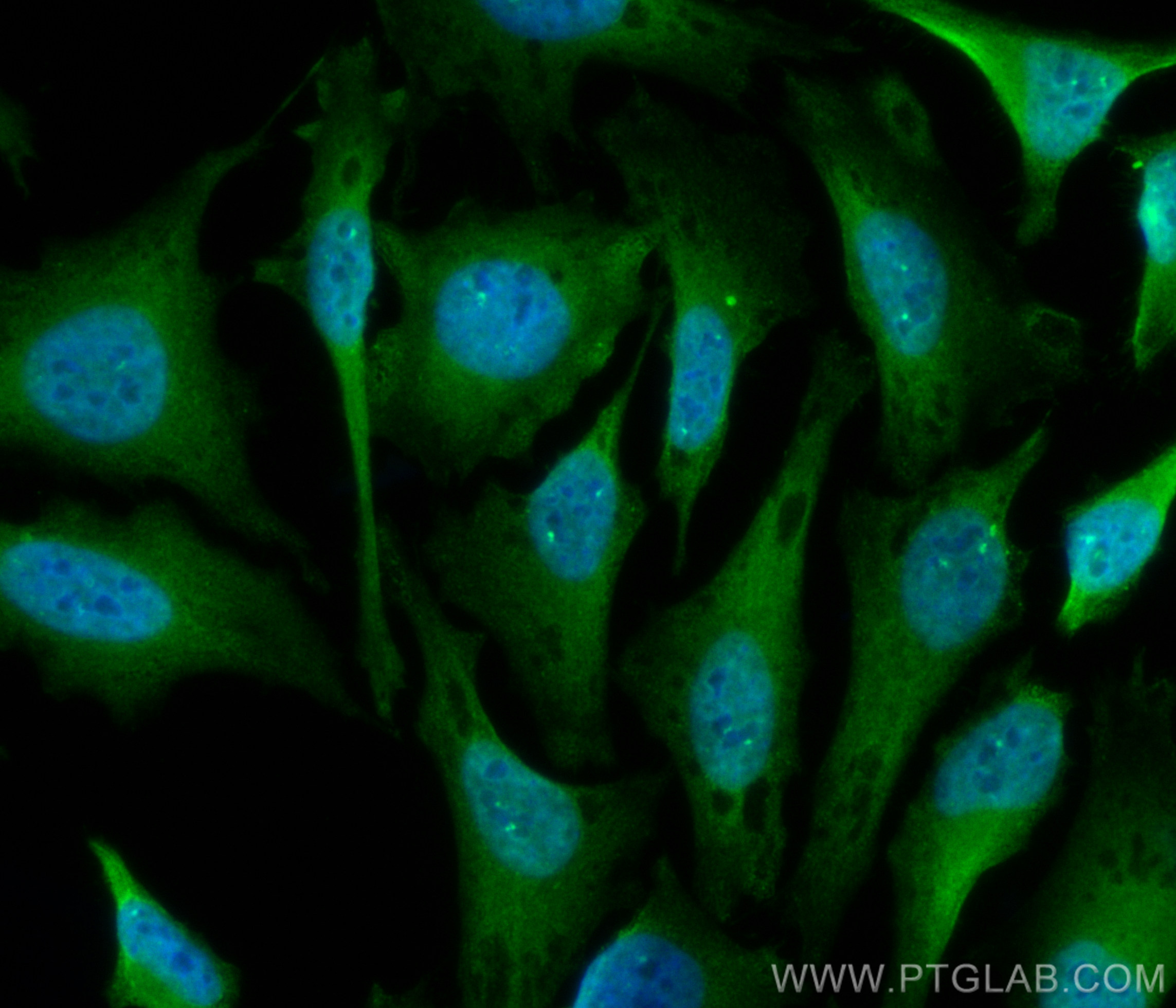 IF Staining of HeLa using CL488-24897