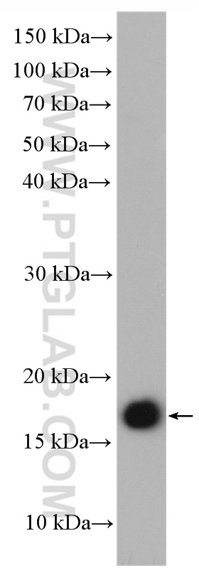 WB analysis of HEK-293 using 12307-2-AP