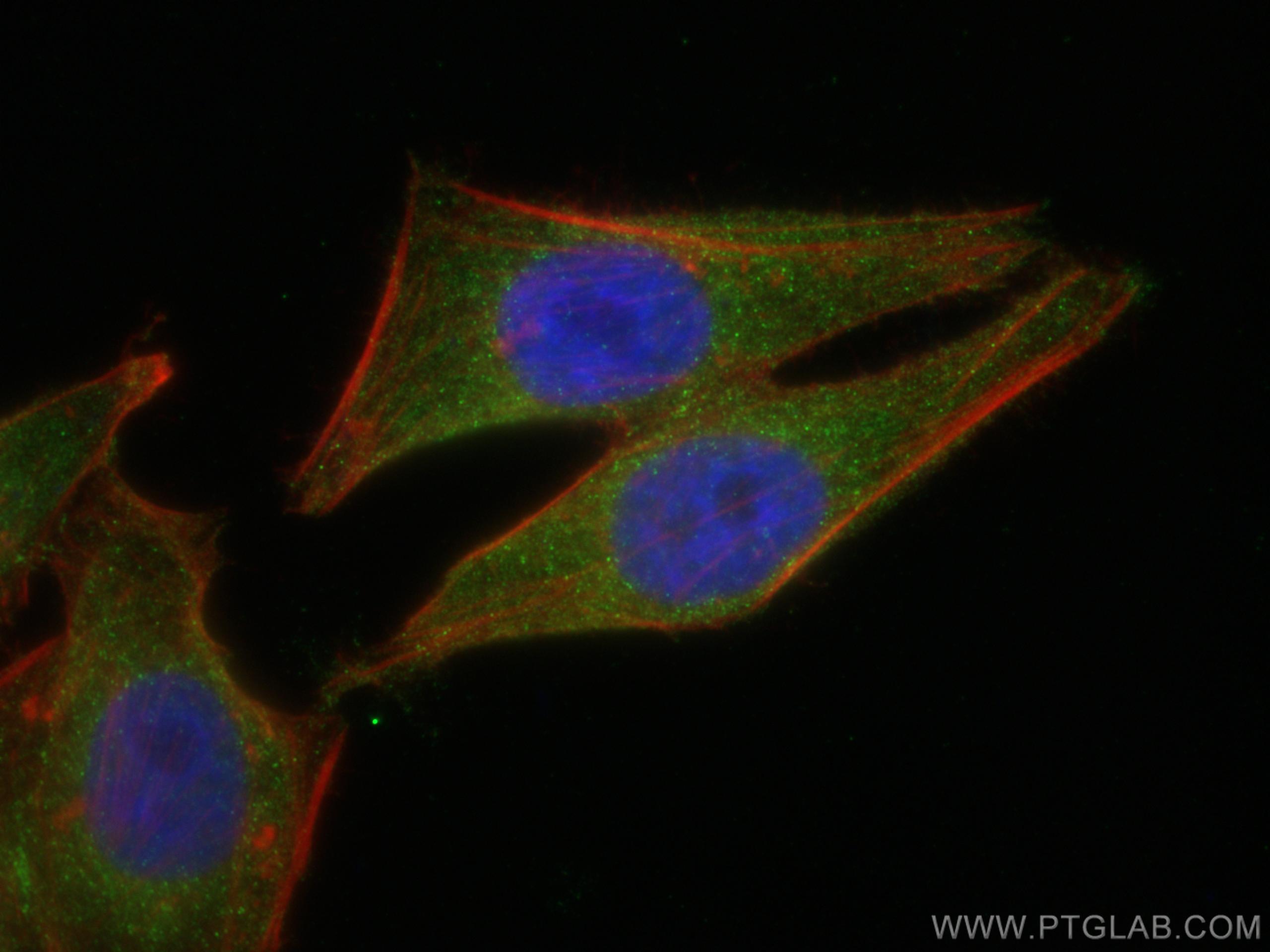 IF Staining of HepG2 using 67871-1-Ig