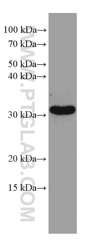 WB analysis of NIH/3T3 using 67871-1-Ig