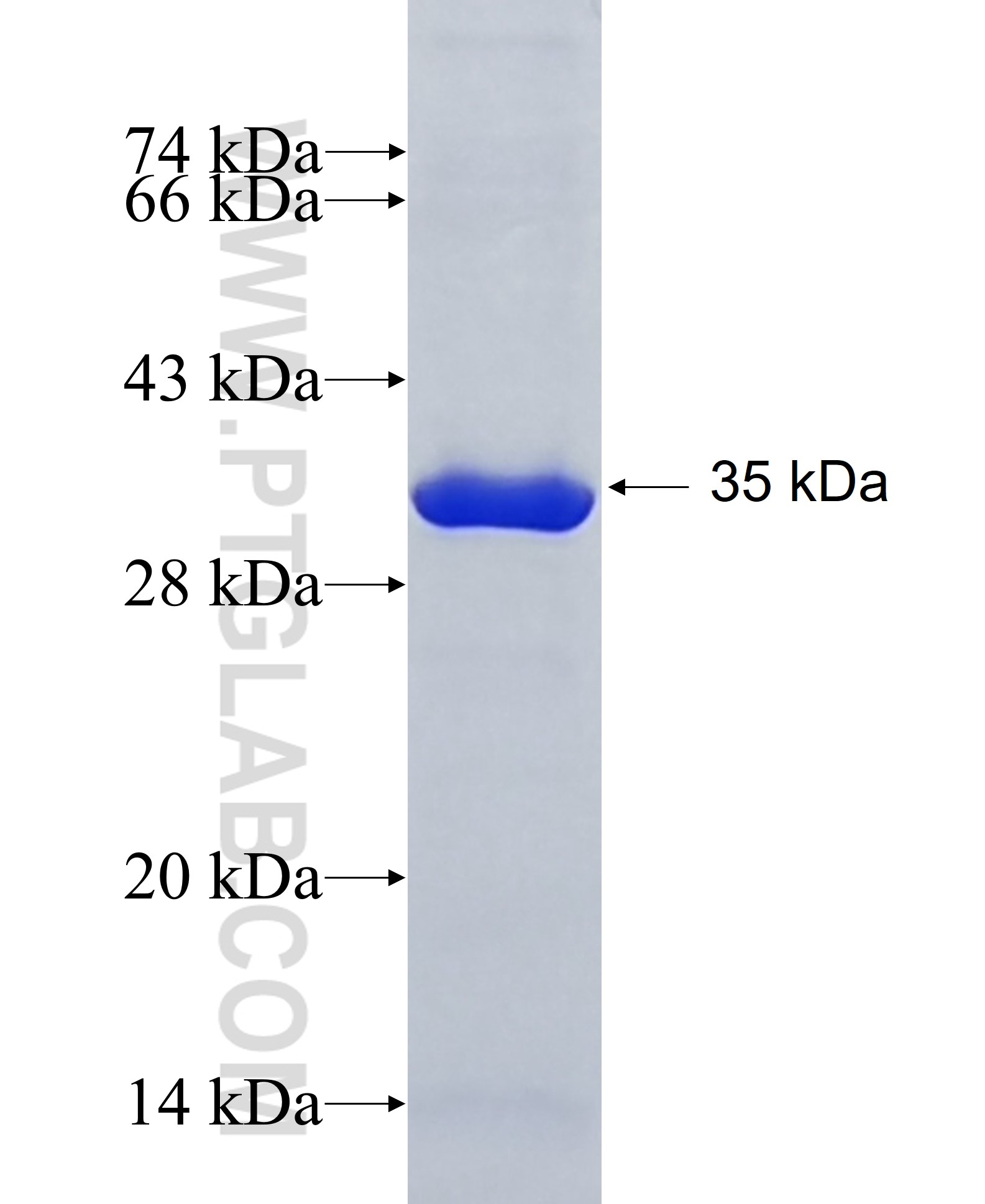 GEMIN8 fusion protein Ag6774 SDS-PAGE