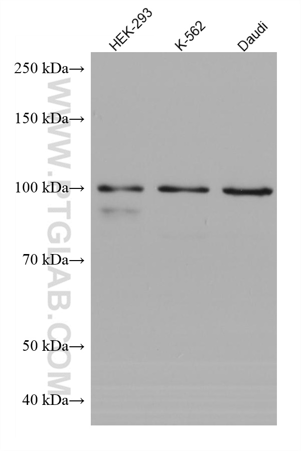 WB analysis using 68060-1-Ig