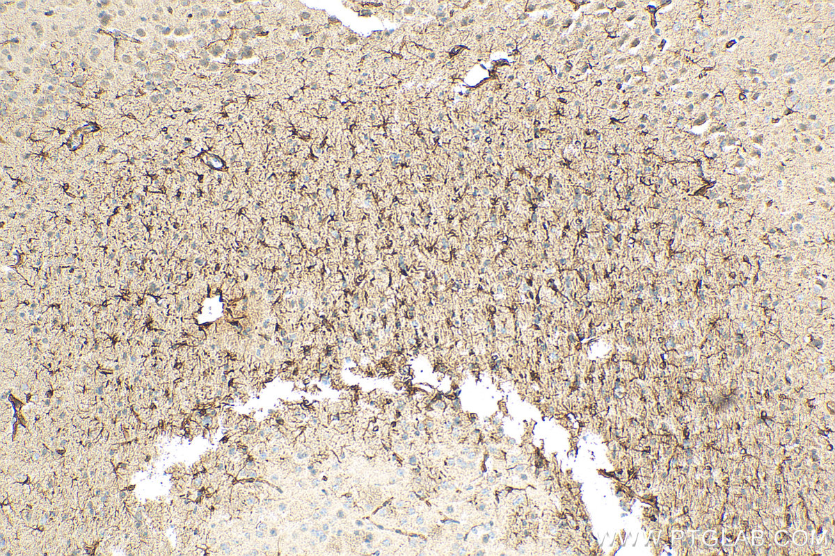 IHC staining of mouse brain using 23935-1-AP