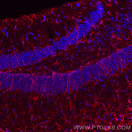 IF Staining of mouse brain using 60190-1-Ig