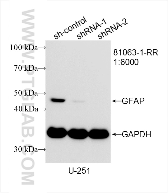 WB analysis of U-251 using 81063-1-RR (same clone as 81063-1-PBS)
