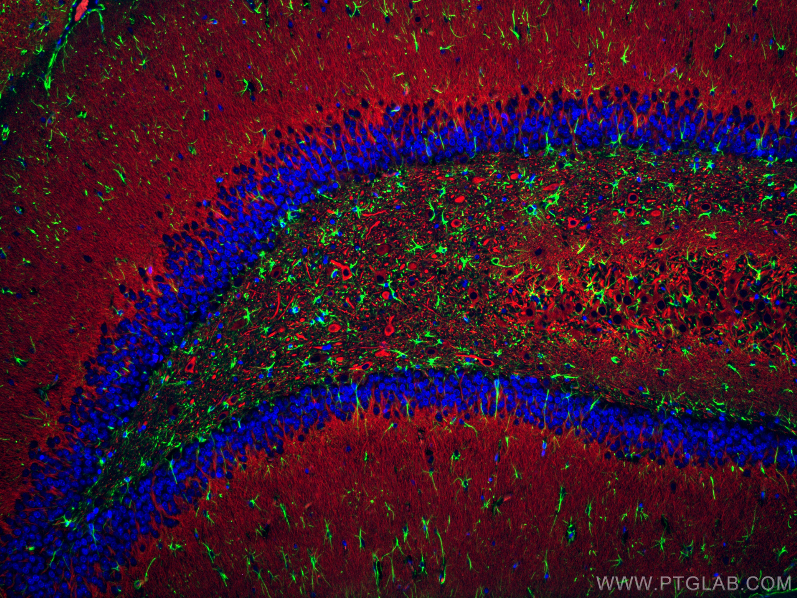 IF Staining of rat brain using CL488-16825