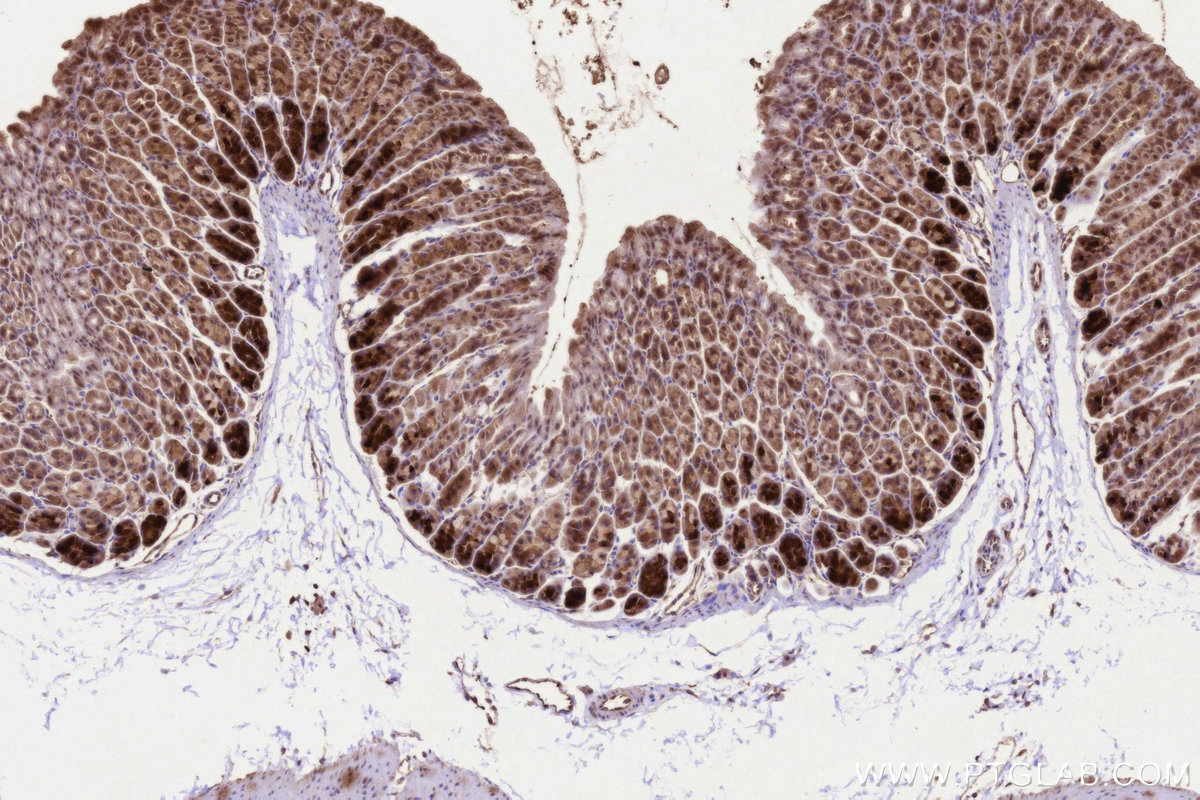 IHC staining of mouse stomach using 11293-1-AP IHC staining of mouse stomach using 11293-1-AP