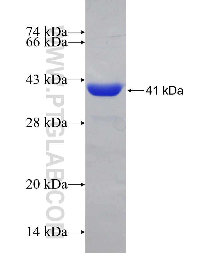 GFER fusion protein Ag1840 SDS-PAGE