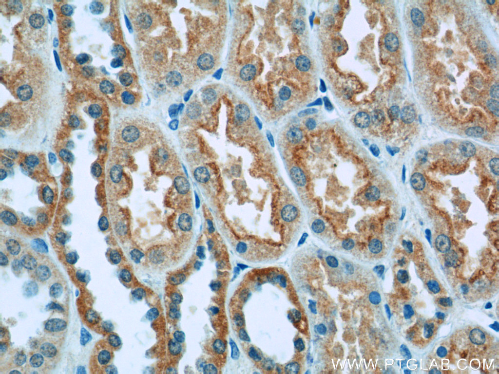 IHC staining of human kidney using 14274-1-AP