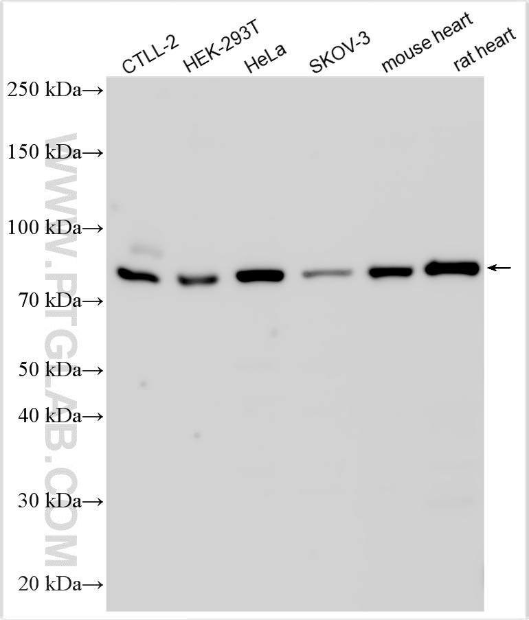 WB analysis using 14274-1-AP