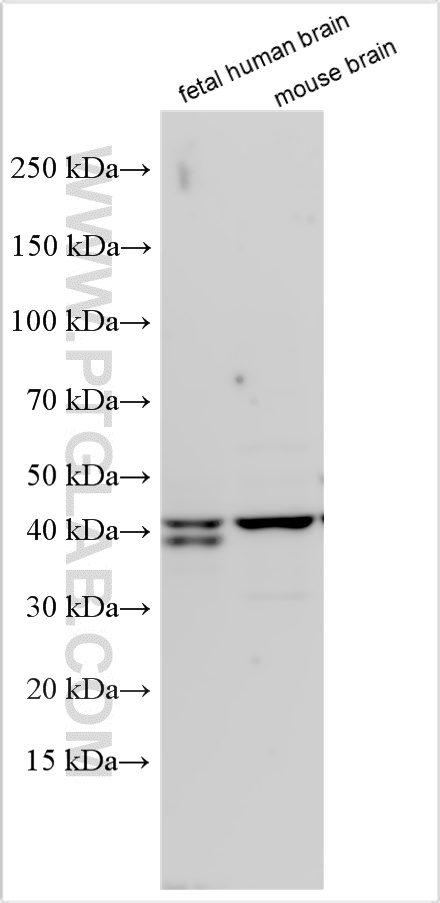 WB analysis using 32902-1-AP