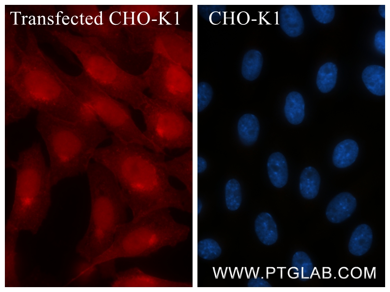 IF Staining of Transfected CHO-K1 using 81835-2-RR
