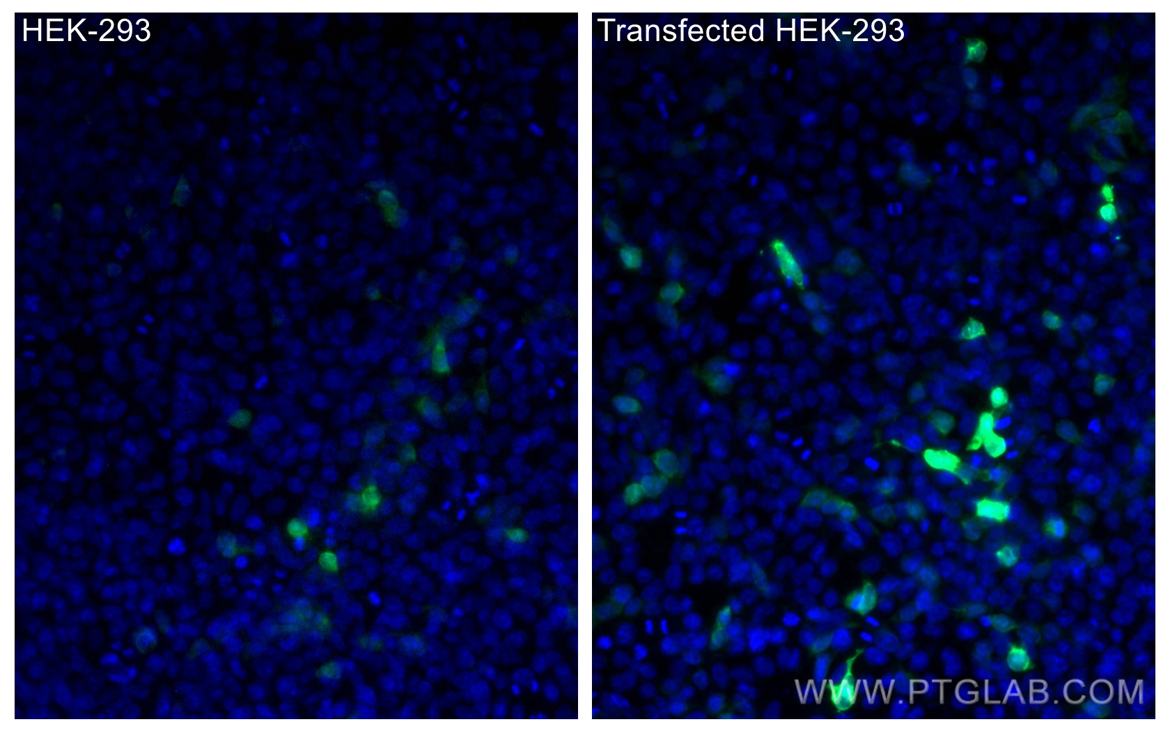 IF Staining of Transfected HEK-293 using CL488-66002