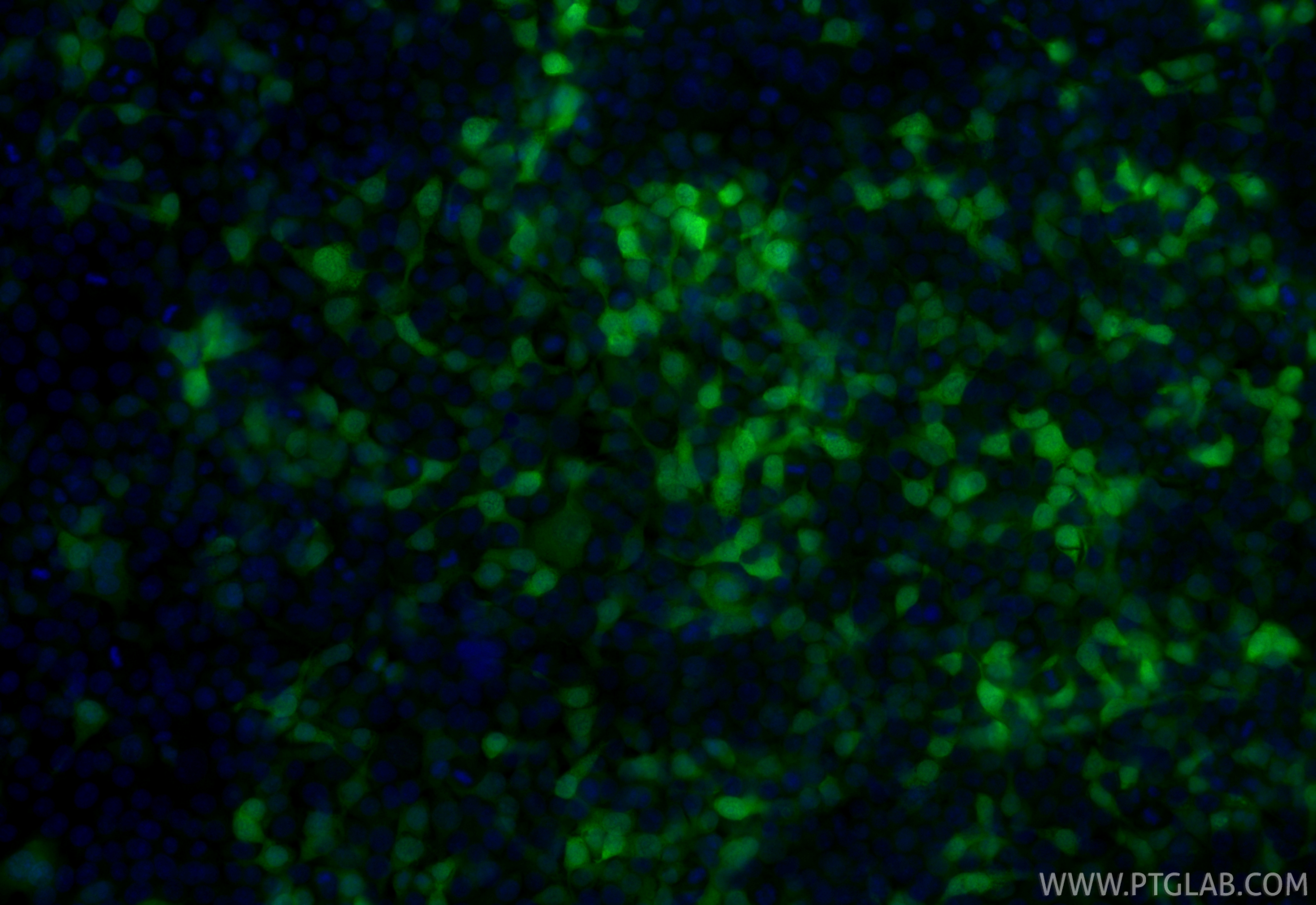 Immunofluorescent analysis of (-20°C Ethanol) fixed Transfected HEK-293 cells using CoraLite® Plus 488 GFP tag antibody (CL488-81835-2, Clone: 241614B3 ) at dilution of 1:200. IF Staining of Transfected HEK-293 using CL488-81835-2