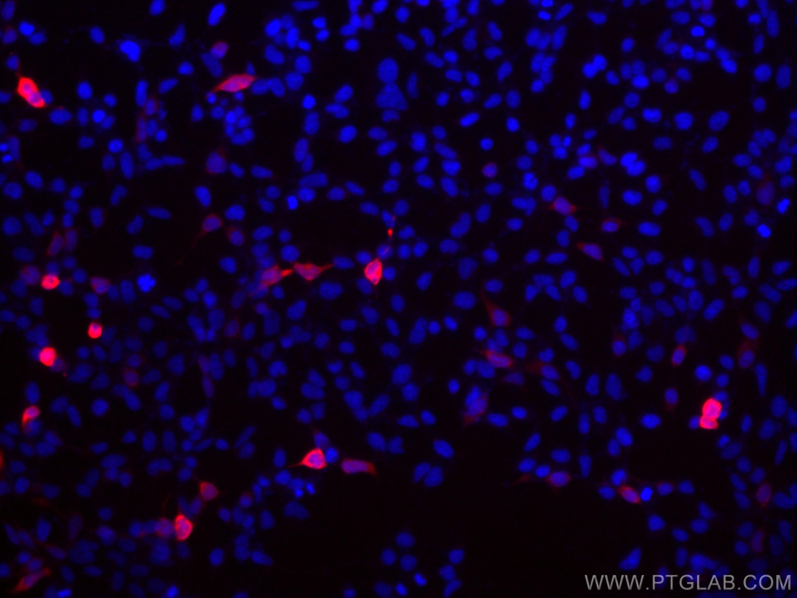 IF Staining of Transfected HEK-293 using CL594-50430