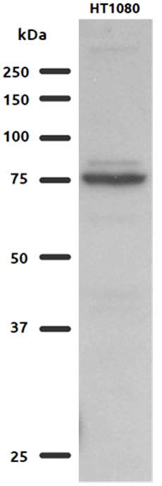 WB analysis of HT1080 cells using 15189-1-AP