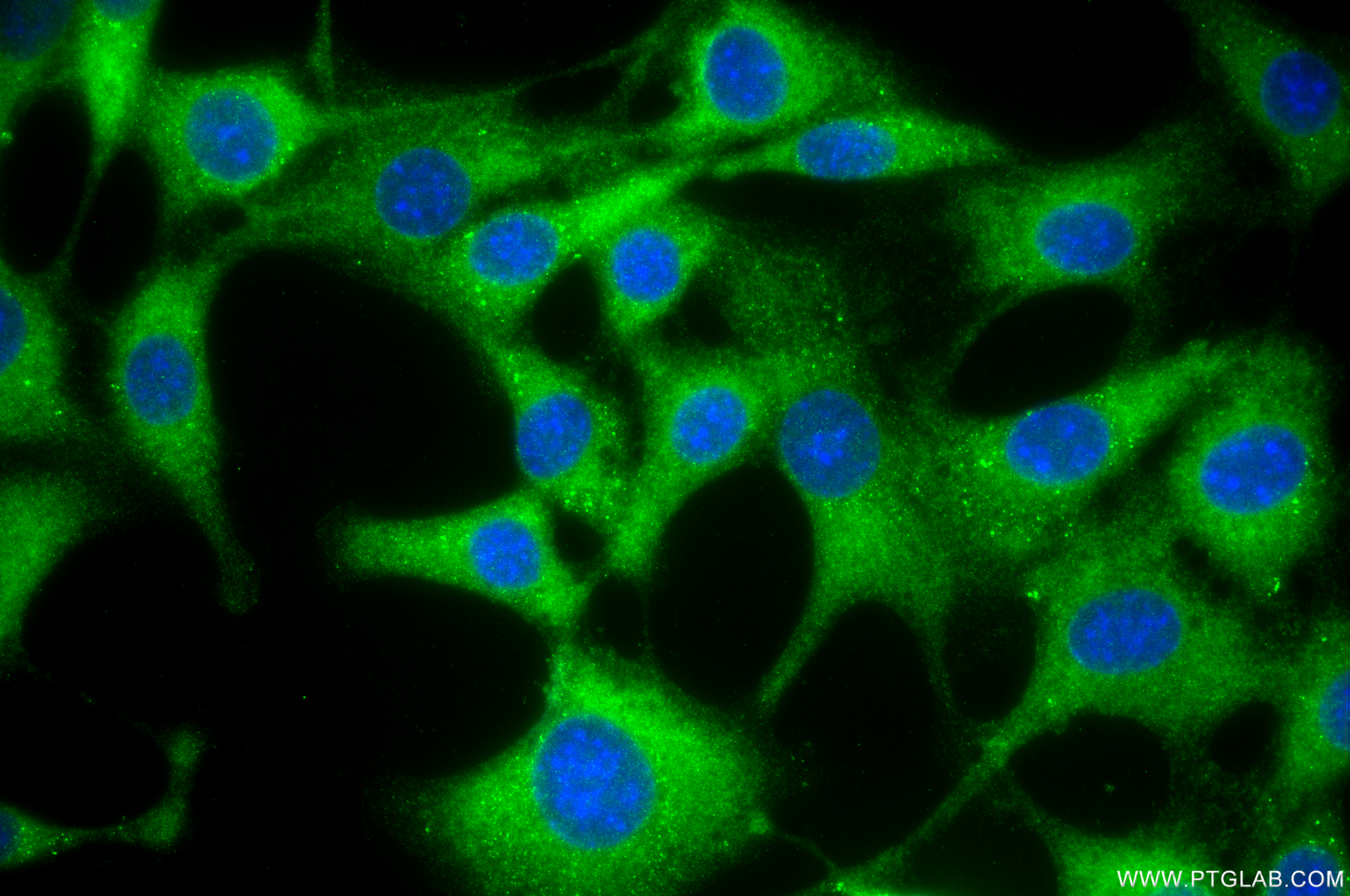 IF Staining of NIH/3T3 using 86609-3-RR IF Staining of NIH/3T3 using 86609-3-RR