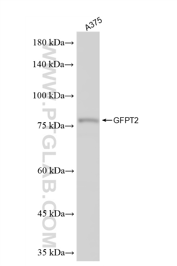 WB analysis of A375 using 86609-3-RR WB analysis of A375 using 86609-3-RR