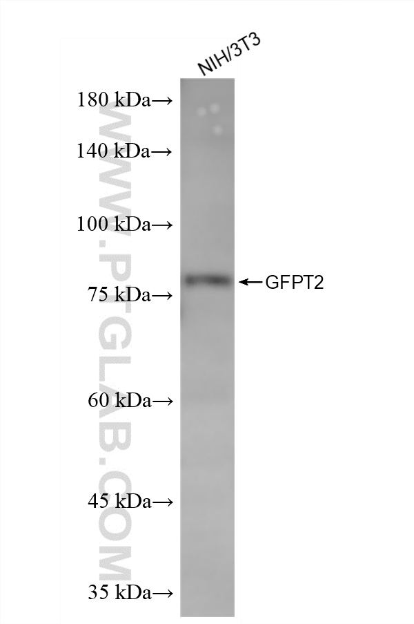WB analysis of NIH/3T3 using 86609-3-RR WB analysis of NIH/3T3 using 86609-3-RR