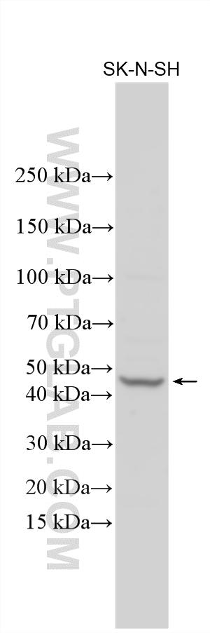 Various lysates were subjected to SDS PAGE followed by western blot with 16324-1-AP (GFRA1 antibody) at dilution of 1:1000 incubated at room temperature for 1.5 hours. WB analysis using 16324-1-AP