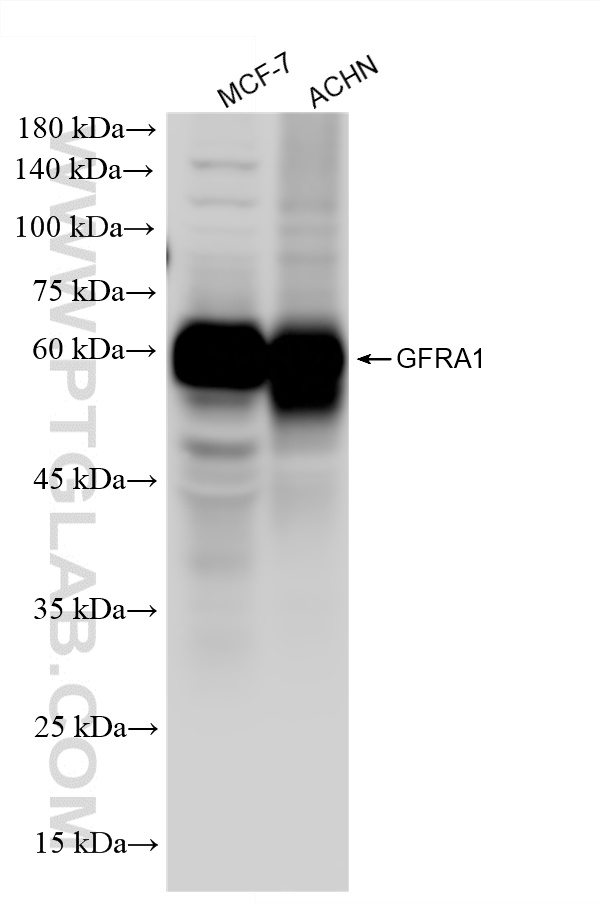 WB analysis using 87383-1-RR