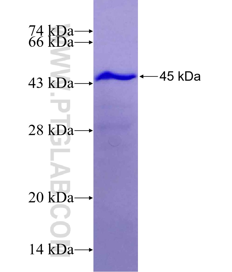 GFRA1 fusion protein Ag9422 SDS-PAGE