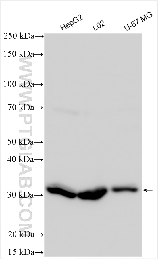 Various lysates were subjected to SDS PAGE followed by western blot with 21973-1-AP (GFRA2 antibody) at dilution of 1:5000 incubated at room temperature for 1.5 hours. WB analysis using 21973-1-AP