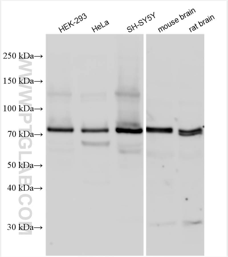 WB analysis using 25674-1-AP