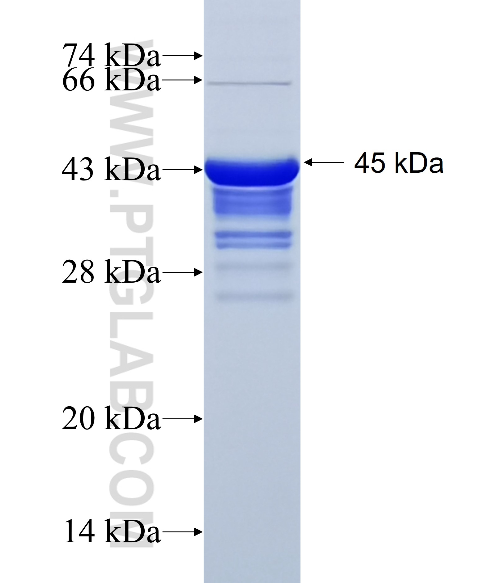 GGA1 fusion protein Ag22605 SDS-PAGE