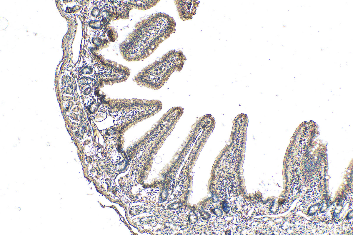 IHC staining of mouse small intestine using 16257-1-AP