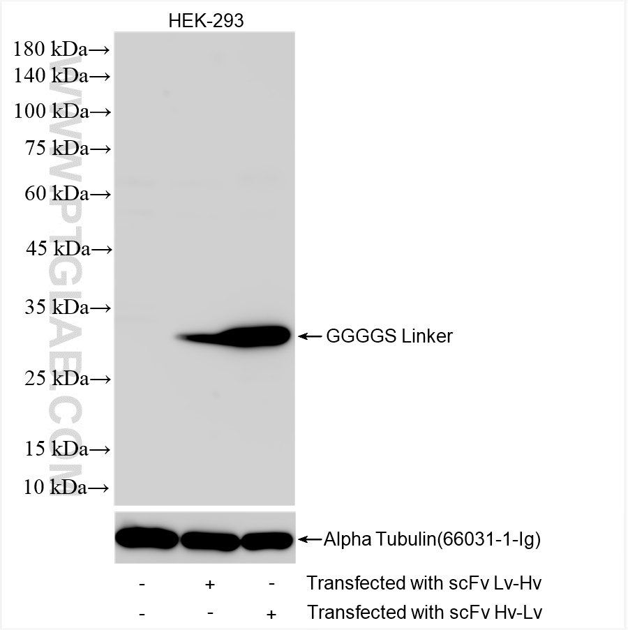 human SCFV Lv-Hv Transfected HEK-293T cells were subjected to SDS PAGE followed by western blot with 85170-1-RR (GGGGS Linker antibody) at dilution of 1:3000 incubated at room temperature for 1.5 hours. WB analysis of Transfected HEK-293T using 85170-1-RR